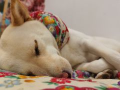 -柴迷FANS CLUB·柴犬狗咖·猫咖