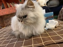 -万小咖.猫咖(中山路天虹店)