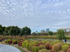 -春花秋色城市公园