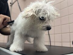 -FAELING PETS美天灵宠物(富力广场店)