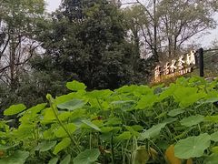 -成都市活水公园