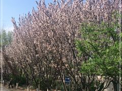 -永定河休闲森林公园