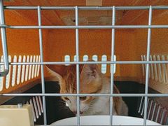 -瑞派福兴宠物医院犬猫全科·骨科·中西医结合(河东店)