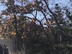 -棒棰岛宾馆景区