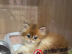 -爪爪喵星球·猫舍(卓悦中心店)