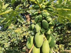 -西双版纳原始森林公园