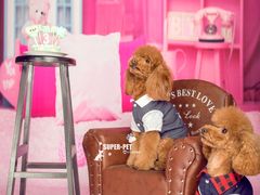 -超宠爱宠物摄影-Super pet