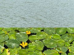 -长广溪湿地公园