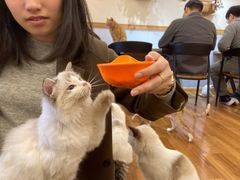 -喵屋coffee