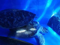 -成都浩海立方海洋公园