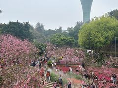 -狐尾山公园