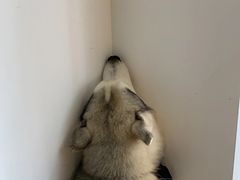 -Husky Go! 哈士奇体验馆·宠物咖啡厅狗咖