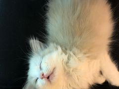 -三花喵·撸猫购宠·宠物生活馆(虹桥南丰城店)