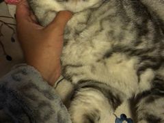 -八公叔叔宠物美容连锁(春申店)