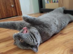 -伟伟宠物医院·瑞派猫友好医院·猫科(光谷店)