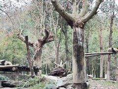 -都江堰中华大熊猫苑