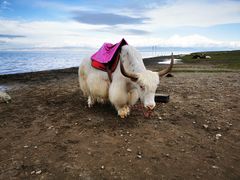 -青海湖国家重点风景名胜区