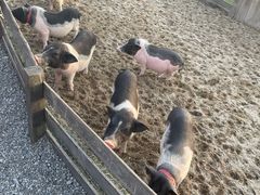 -前小桔亲子创意农场·草莓采摘·露营烧烤