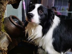 -仁华宠物医院(青羊店)