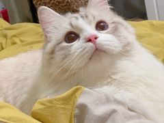 -Bastet sally猫舍购宠(静安店)