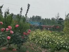 -都江堰玫瑰花溪谷