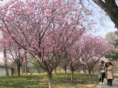 -丰台花园
