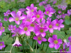 -西岭雪山大飞水景区