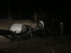 -清迈夜间动物园