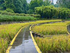 -龙头寺公园