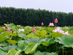 -台儿庄古城