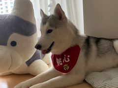 -Husky Go! 哈士奇体验馆·宠物咖啡厅狗咖