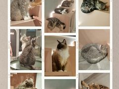 -猫儿山۰猫主题餐厅