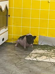 -神奇动物撸宠馆·羊驼·小浣熊·异宠(豫园店)