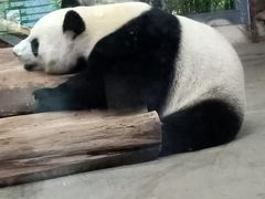 -海南热带野生动植物园