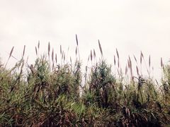-九里河湿地公园