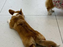 -南京宠物基地·宠物狗宠物猫售卖(南京店)