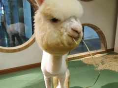 -藦茜花园宠物主题亲子互动体验馆(国顺东路店)