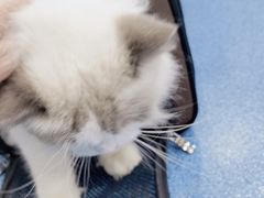 -创凡宠物医院·骨专科  猫科中心(西乡分院)
