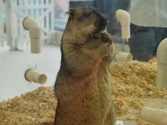 -怪兽屋·羊驼·猫咖·狗咖(俊华广场店)