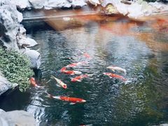 -鲤院·新中式美学·庭院餐厅(夫子庙店)