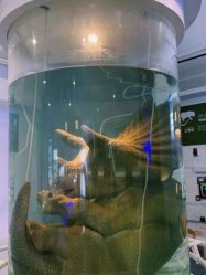 -恐龙探索乐园(磁器口店)