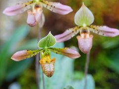 -国家植物园南园