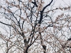 -桃花堤公园