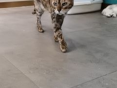 -飞行喵MR PILOT|猫舍·猫咖(静安大融城店)