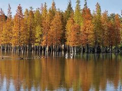 -白鹭湾湿地公园