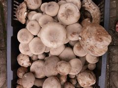 -佳缘野生菌食府