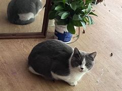 -宠物星动物医院·眼科·异宠·猫科(江南大道总院)