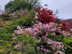 -广州市石门国家森林公园