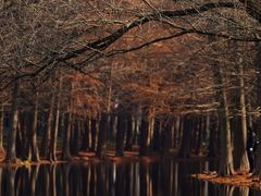 -上海共青森林公园