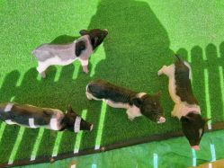 点击看大图 -萌宠亲子动物乐园(槐房万达店)